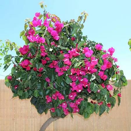 Βίλα Viva Tropical Buzanada