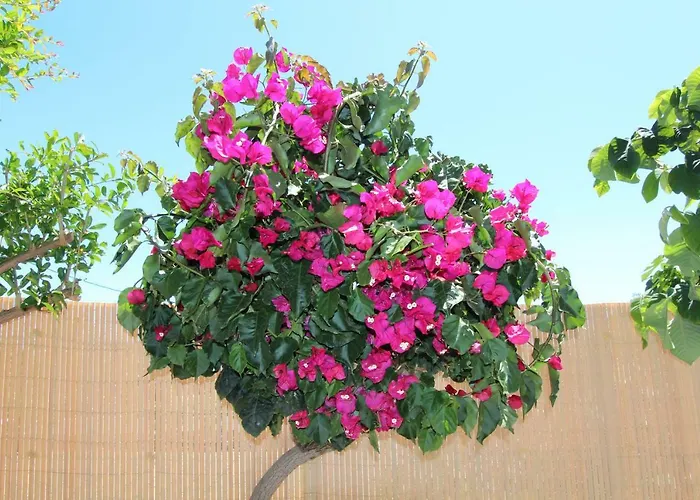 فيلة Viva Tropical Buzanada